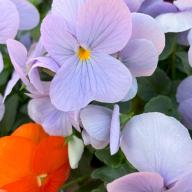 生命数理科学分野